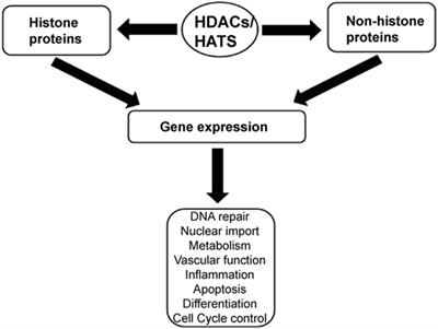 Histone deacetylase